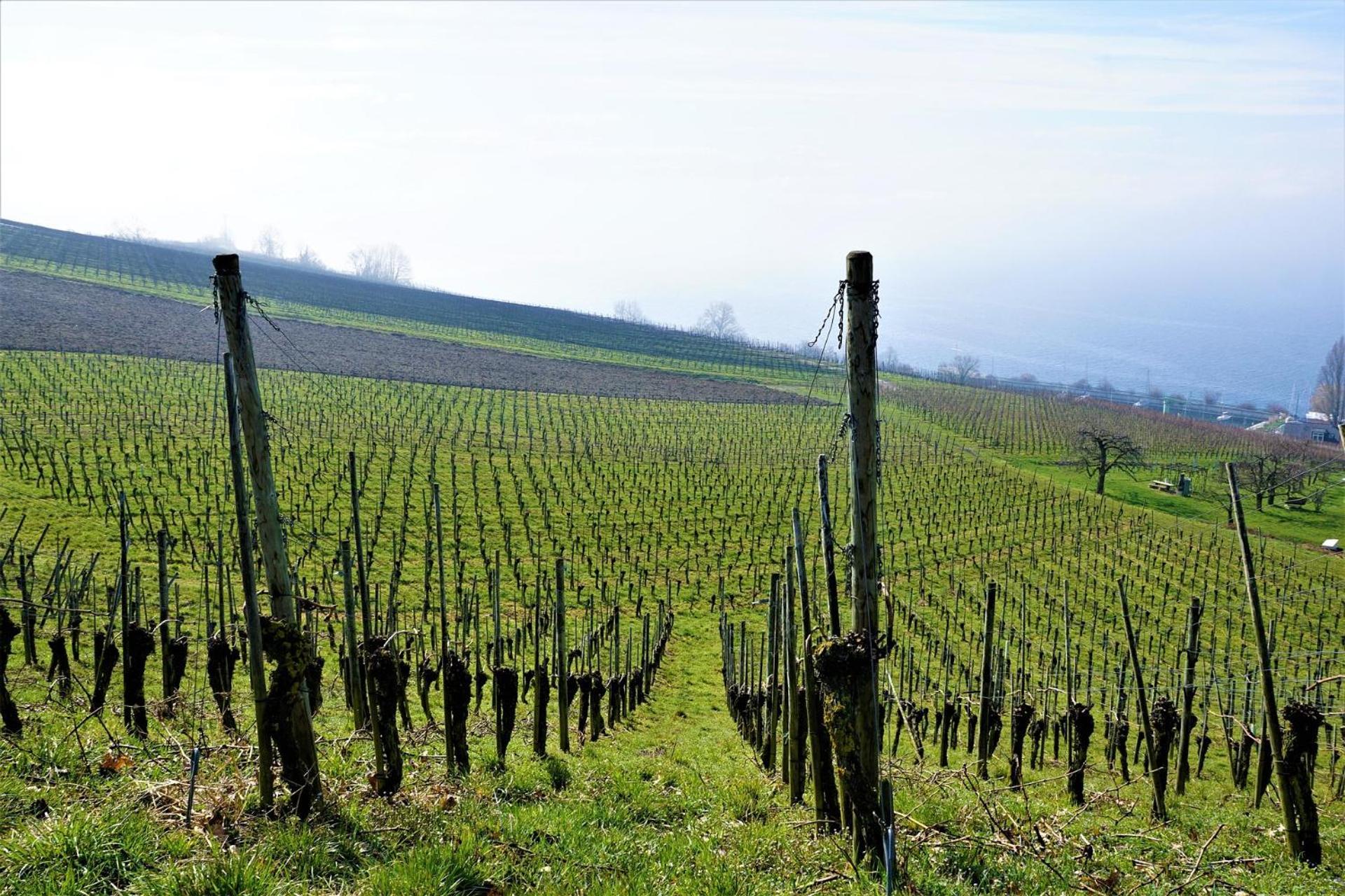 Ferienhof Dreher Meersburg Exteriér fotografie